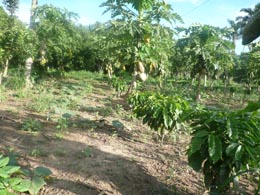 Foto: Unidad Demostrativa después de 2 años de establecida la plantación de café con sombra de Papaya.