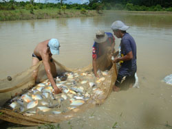 Foto: Productores de Alta Vista cosechando  Pacú,