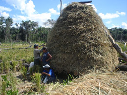 Foto: Productores de comunidad Patujusal en fase de cosecha y apiñado de su producción de arroz del sistema chaqueado.